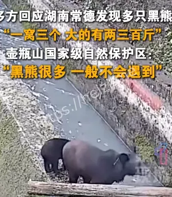 湖南常德现黑熊